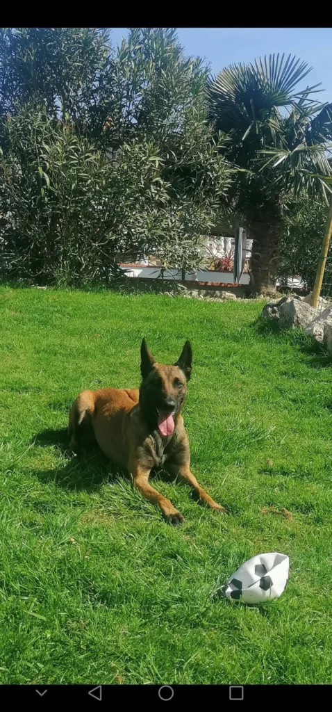 le chien tranquille du gite du moulin