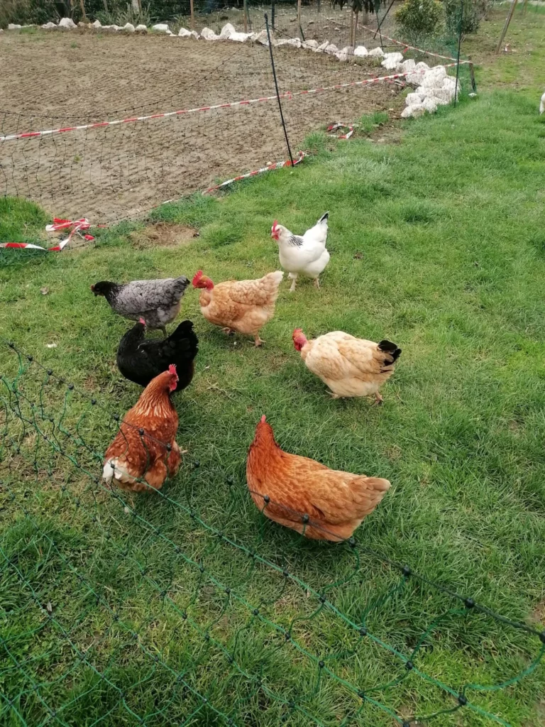 les poules du gite du moulin