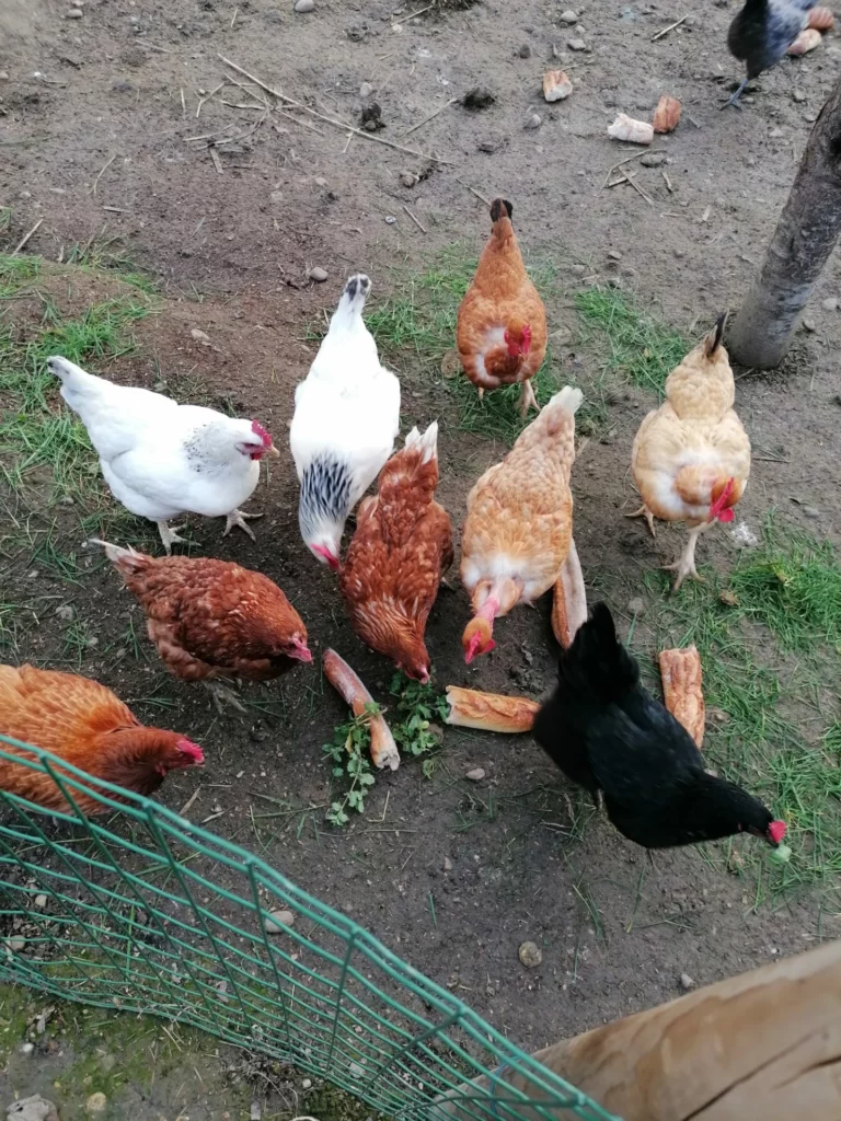 les poules du gite du moulin