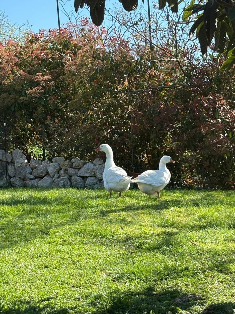 gites du moulin les oies